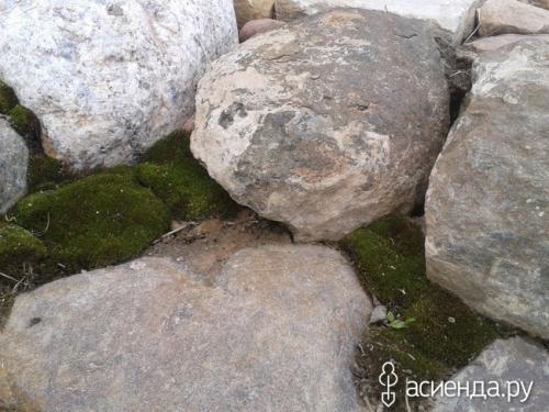 Растения для подпорных стенок. Растения для подпорной стенки из натурального камня