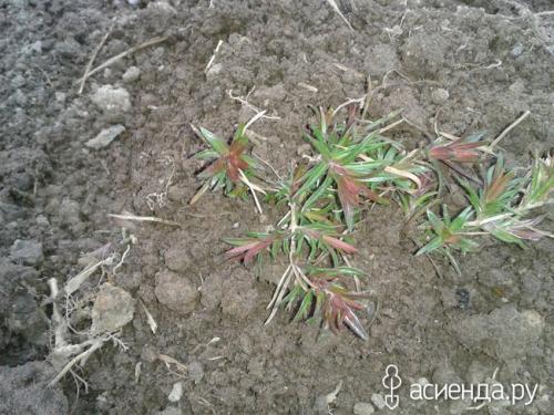 Растения для подпорных стенок. Растения для подпорной стенки из натурального камня