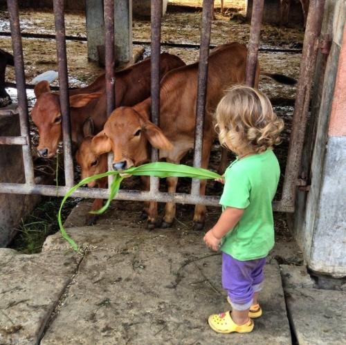 Поделка корова своими руками. Коровы из картона