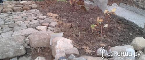 Растения для подпорных стенок. Растения для подпорной стенки из натурального камня