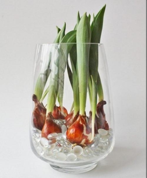 Как вырастить тюльпаны в квартире зимой. Цветущие тюльпаны круглый год. Секрет, как вырастить тюльпаны дома без использования земли