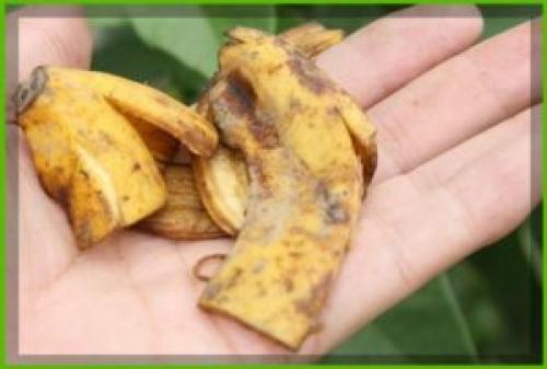 Банановая кожура состав. Положительное воздействие