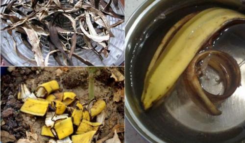Польза банановой кожуры для растений. Свойства удобрений из кожуры банана