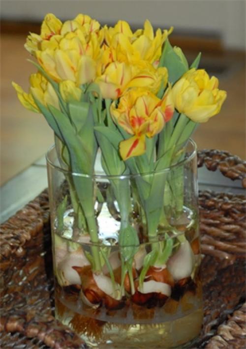 Как вырастить тюльпаны в квартире зимой. Цветущие тюльпаны круглый год. Секрет, как вырастить тюльпаны дома без использования земли