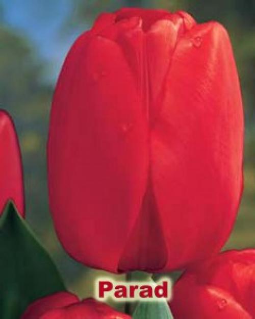 Как вырастить дома тюльпаны дома. Как посадить тюльпаны в домашних условиях?