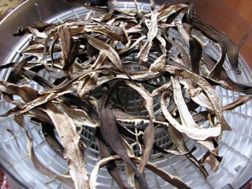 Что сделать с банановой кожурой. Польза банановой кожуры для растений 04