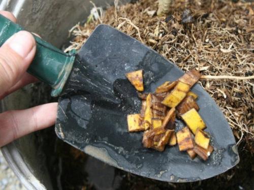 Что сделать с банановой кожурой. Польза банановой кожуры для растений 03