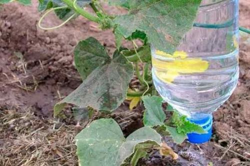 Самоделки из пластиковых бутылок