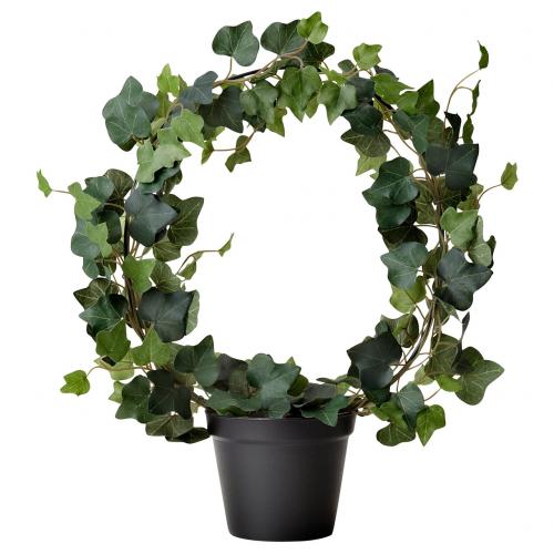 Комнатные растения. Ядовитые комнатные цветы и растения фото и названия