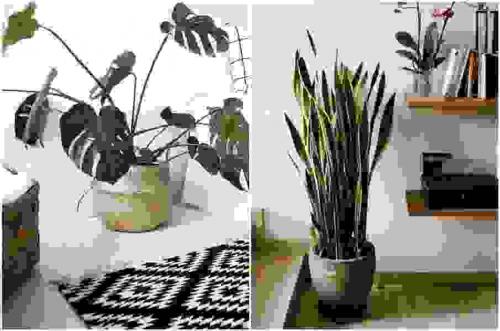 Комнатные цветы в интерьере. Виды озеленения 03 Комнатные цветы в интерьере. Виды озеленения 03