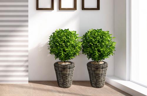 Комнатные цветы в интерьере. Виды озеленения 01 Комнатные цветы в интерьере. Виды озеленения 01