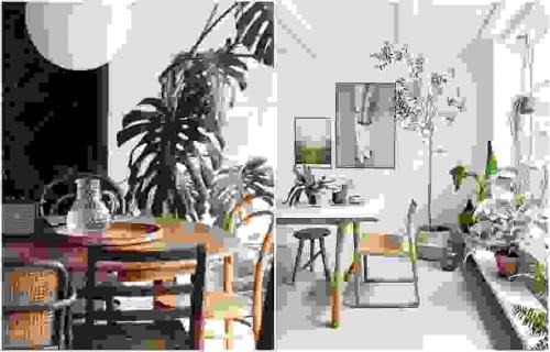 Комнатные цветы в интерьере. Виды озеленения 05 Комнатные цветы в интерьере. Виды озеленения 05