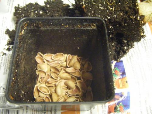 Из скорлупы фисташек поделки. Поделки из фисташек – 7 простых идей 10