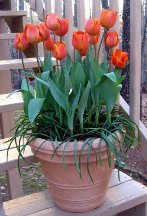 Можно ли посадить тюльпаны в горшок дома. Как посадить тюльпаны в домашних условиях? 16 Можно ли посадить тюльпаны в горшок дома. Как посадить тюльпаны в домашних условиях? 16