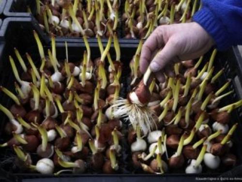 Можно ли посадить тюльпаны в горшок дома. Как посадить тюльпаны в домашних условиях? 20 Можно ли посадить тюльпаны в горшок дома. Как посадить тюльпаны в домашних условиях? 20