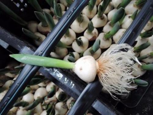 Можно ли посадить тюльпаны в горшок дома. Как посадить тюльпаны в домашних условиях? 19 Можно ли посадить тюльпаны в горшок дома. Как посадить тюльпаны в домашних условиях? 19