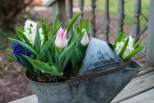 Можно ли посадить тюльпаны в горшок дома. Как посадить тюльпаны в домашних условиях? 15 Можно ли посадить тюльпаны в горшок дома. Как посадить тюльпаны в домашних условиях? 15