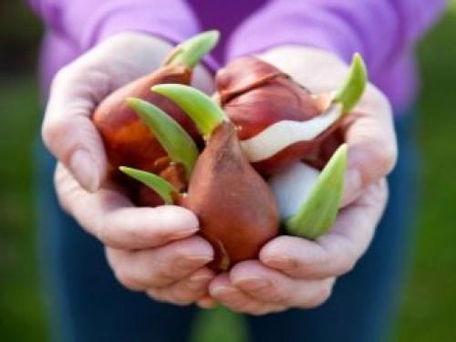 Можно ли посадить тюльпаны в горшок дома. Как посадить тюльпаны в домашних условиях? 21 Можно ли посадить тюльпаны в горшок дома. Как посадить тюльпаны в домашних условиях? 21