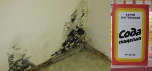 Как избавиться от черной плесени на стенах. Плесень, грибок на стенах в квартире: чем опасна плесень и как от нее избавиться - 7 эффективных способа