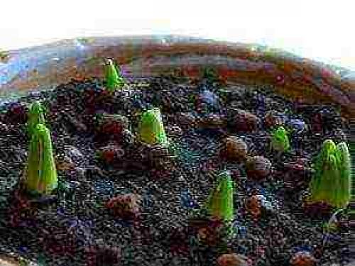 Можно ли посадить тюльпаны в горшок дома. Как посадить тюльпаны в домашних условиях?