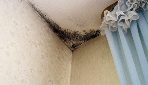 Как избавиться от черной плесени на стенах. Плесень, грибок на стенах в квартире: чем опасна плесень и как от нее избавиться - 7 эффективных способа