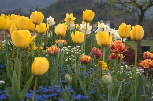 Можно ли посадить тюльпаны в горшок дома. Как посадить тюльпаны в домашних условиях? 14 Можно ли посадить тюльпаны в горшок дома. Как посадить тюльпаны в домашних условиях? 14