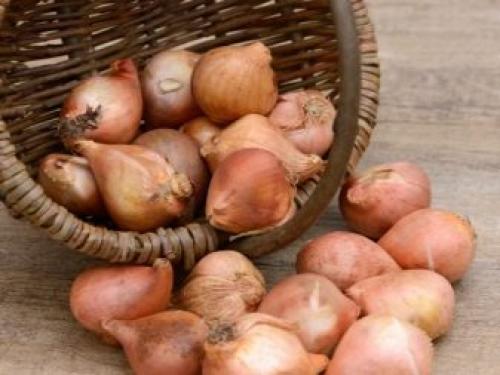 Можно ли посадить тюльпаны в горшок дома. Как посадить тюльпаны в домашних условиях? 18 Можно ли посадить тюльпаны в горшок дома. Как посадить тюльпаны в домашних условиях? 18