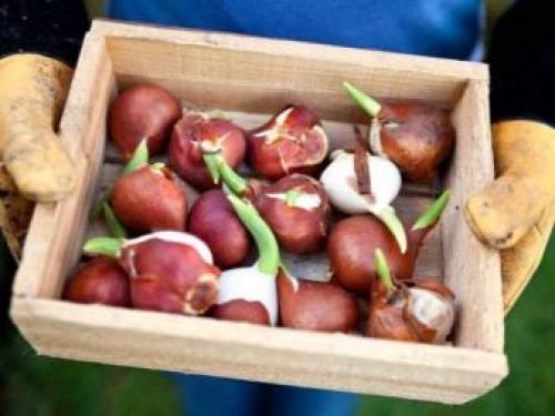 Можно ли посадить тюльпаны в горшок дома. Как посадить тюльпаны в домашних условиях? 17 Можно ли посадить тюльпаны в горшок дома. Как посадить тюльпаны в домашних условиях? 17