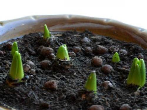 Тюльпаны в горшке уход. Как посадить тюльпаны в домашних условиях?