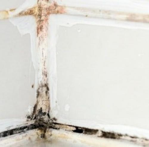 Как избавится от плесени в ванной. Последствия заражения патогенной флорой