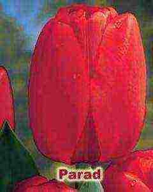 Можно ли посадить тюльпаны в горшок дома. Как посадить тюльпаны в домашних условиях?