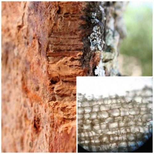 Пробковое напольное покрытие. Покрытие из пробки: характеристики и виды