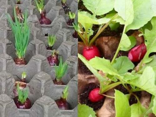 Поделки из упаковки от яиц. Оригинальные поделки из упаковки от яиц: 7 идей