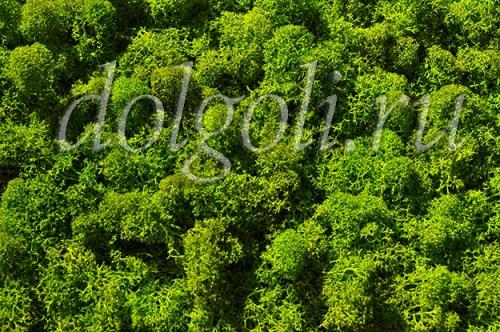 Панно своими руками из природного материала. Мох в дизайне интерьера квартиры, декор офиса