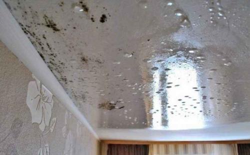 Плесень под натяжным потолком. Что делать, если на натяжном потолке появилась плесень