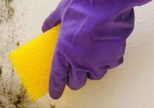 Плесень под натяжным потолком. Что делать, если на натяжном потолке появилась плесень