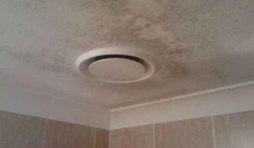 Плесень под натяжным потолком. Что делать, если на натяжном потолке появилась плесень