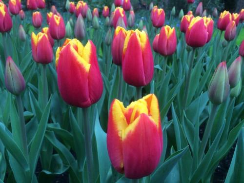 Как вырастить тюльпаны из семян. Общее описание растения