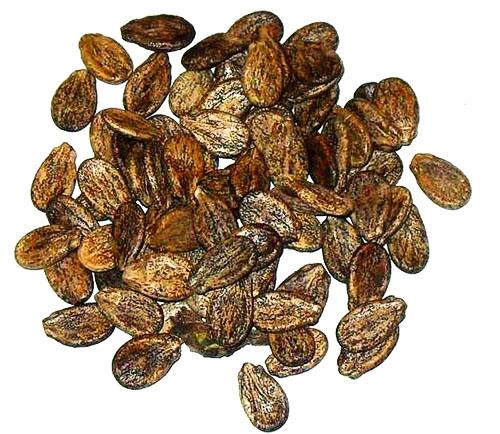 Можно ли есть арбуз с косточками. Состав арбузных семян