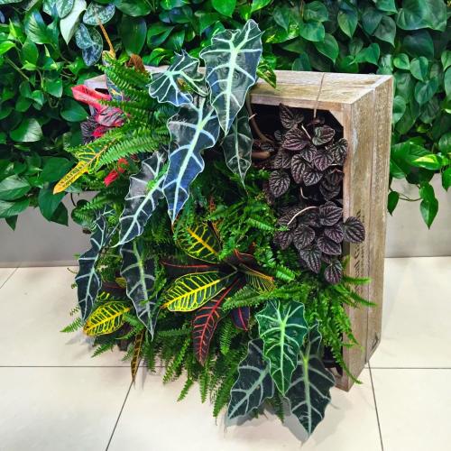 Вертикальный сад в квартире. Причины популярности и история 10