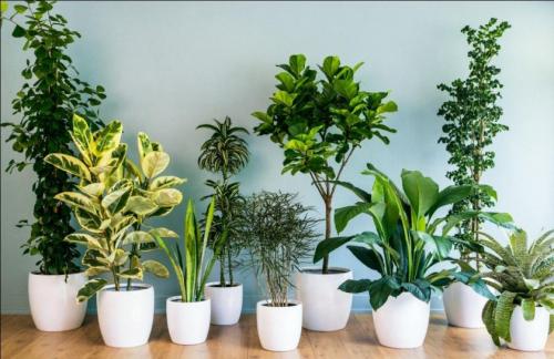 Декоративные растения для дома