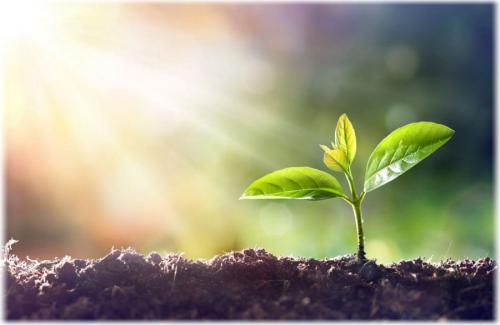 Декоративные растения для дома 16