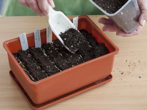 Декоративные растения для дома 10