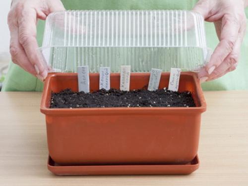 Декоративные растения для дома 12