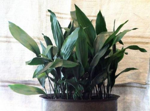 Комнатные цветы на подоконнике. 10 комнатных растений, которые не завянут у вас на подоконнике