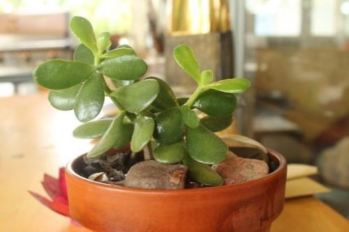 Комнатные цветы на подоконнике. 10 комнатных растений, которые не завянут у вас на подоконнике