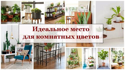 Как красиво расставить цветы на подоконнике. Идеальное место для комнатных цветов