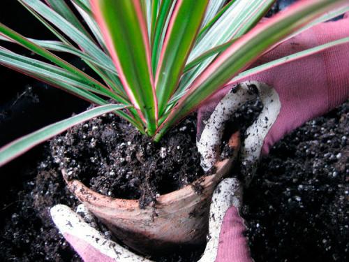 Пересадка комнатных растений осенью. Можно ли пересаживать комнатные растения осенью