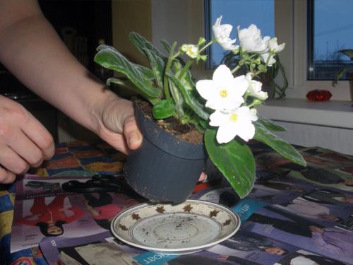 Пересадка комнатных растений осенью. Можно ли пересаживать комнатные растения осенью