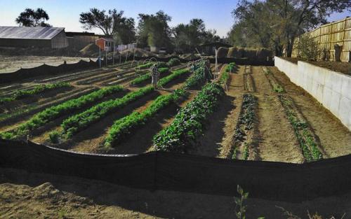 Какие бывают грядки на даче. Как сделать грядку на даче своими руками с подходящим размером